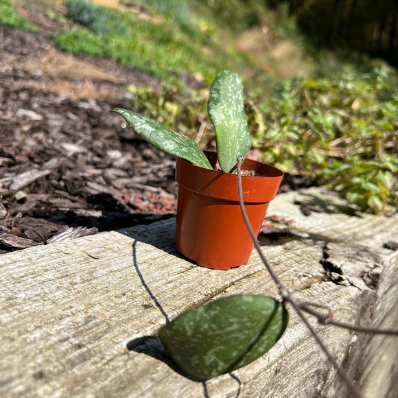 Hoya Sigillatis AH 001 sp. Borneo - Picture 9 of 11